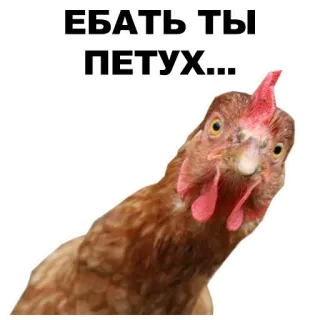 🤘 ЕБАТЬ,ТЫ ПЕТУХ... Huhn, Tier, Vogel, Beleidigend, Fluch telegram sticker
