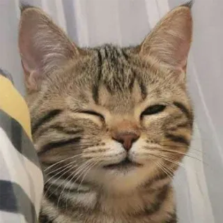 😉 gatto, animale, carino, animale domestico, felino, gatto domestico, gatto soriano, mammifero telegram sticker