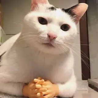 🤔 gatto, meme, divertente, animale, animale domestico, umorismo, mani telegram sticker