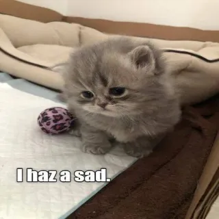 😔 I haz a sad. anak kucing, sedih, meme, imut, kucing, hewan telegram sticker