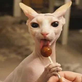 😋 gatto, sphynx, lecca lecca, senza pelo, animale domestico telegram sticker