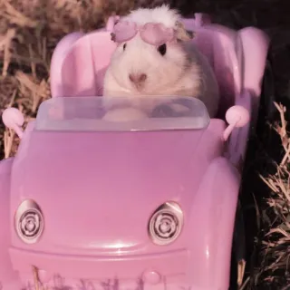 🤏 guinea pig, animal, car, toy, cute, pet, pink telegram sticker