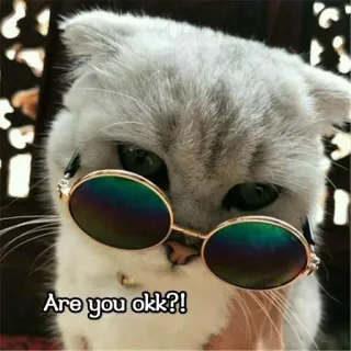😬 Are you okk?! kucing, kacamata hitam, meme, lucu, hewan, peliharaan telegram sticker