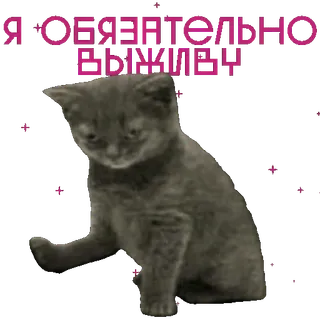 😿 Я ОБЯЗАТЕЛЬНО выживу cat, kitten, russian, text, animal, meme telegram sticker