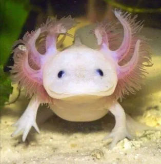 😀 アホロートル, 両生類, かわいい, 動物, ペット, サンショウウオ, 水生, 淡水 telegram sticker