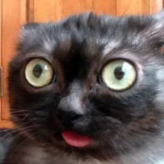 😳 고양이, 동물, 애완동물, 귀여운, 웃긴, 혀, 눈 telegram sticker