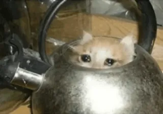 😩 猫, やかん, かわいい, 動物, ペット, 面白い telegram sticker