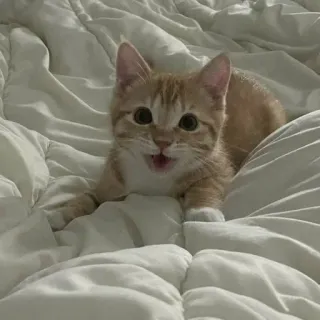 🌟 kätzchen, katze, getigerter kater, haustier, haustier, süß, bett, katzenartig telegram sticker