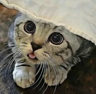 😐 kucing, imut, hewan peliharaan, binatang, anak kucing, tabby abu-abu, lidah, lucu telegram sticker