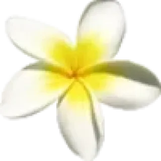 🌼 Frangipani, Blume, Tropisch, Weiß, Gelb, Frangipani, Blumenmuster telegram sticker