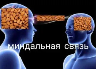 🤝 МИНДАЛЬНАЯ СВЯЗЬ almond, pikiran, koneksi, komunikasi, otak whatsapp sticker