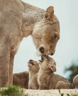 👩‍👧‍👦 лев, львица, детеныши, дикая природа, природа, животные telegram sticker