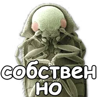 🙊 СОБСТВЕННО insect, bug, russian, text telegram sticker