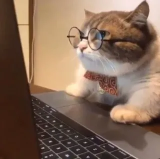 🥺 gato, animal, óculos, laptop, fofo, internet, digitando telegram sticker
