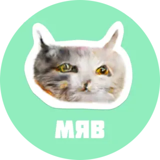 🐱 МЯВ gatto, carino, animale domestico, animale, meme, russo, testo whatsapp sticker