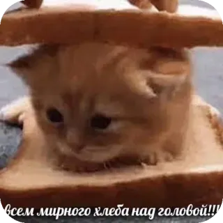 🐱 всем мирного хлеба над головой!!! 猫, 面包, 可爱, 吐司, 搞笑 whatsapp sticker