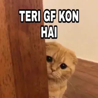 🍁 TERI GF KON HAI Katze, Gucken, Freundin, Lustig, Neugierig, Meme telegram sticker