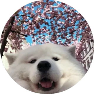 😌 dog, samoyed, cherry blossoms, cute, animal, pet telegram sticker