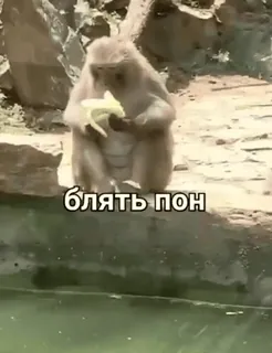 🐒 Блять пон 원숭이, 바나나, 러시아어, 텍스트 whatsapp sticker