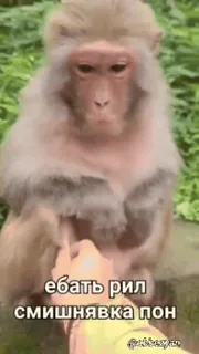 🌟 ебать рил смишнявка пон monkey, offensive, rude, gesture, animal, slang whatsapp sticker