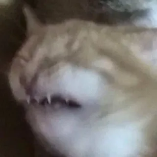 😭 猫, 睡眠, 動物, ネコ科, ペット, 可愛い telegram sticker