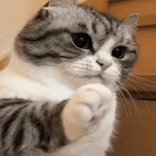🐾 猫, 動物, かわいい, ペット, 飼い猫, スコティッシュフォールド whatsapp sticker