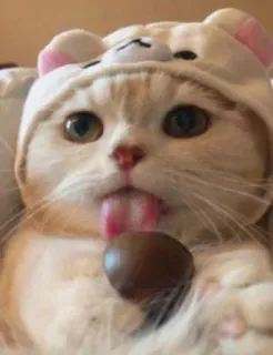 😺 gato, língua, fofo, animal, animal de estimação whatsapp sticker