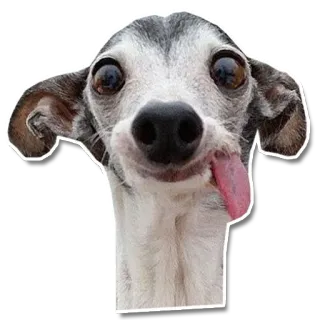 🤤 chien, drôle, animal, langue, mignon telegram sticker