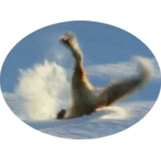 🦊 animal, snow, fall, winter, fun, wildlife telegram sticker