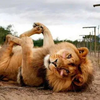 ☺️ leão, animal, vida selvagem, mamífero, gato, natureza telegram sticker