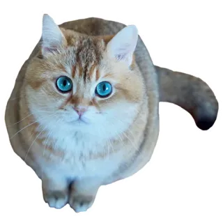 😇 cat, animal, pet, domestic cat, feline, blue eyes telegram sticker