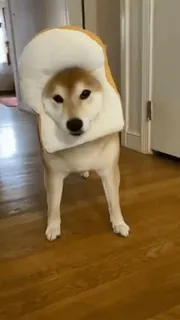 🍞 犬, 柴犬, パン, 動物, 可愛い, コスチューム, ペット telegram sticker