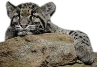 😙 Leopard, Tier, Nebelparder, Wildkatze, Katze, Wildtier telegram sticker