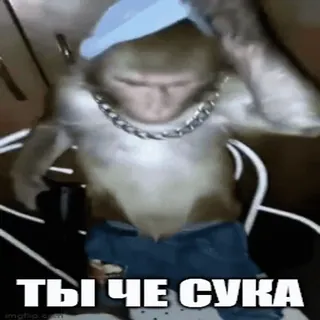 🔫 ТЫ ЧЕ СУКА macaco, animal, meme, engraçado, boné, corrente whatsapp sticker