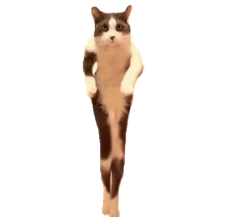 💃 chat, drôle, animal, marche, mème telegram sticker