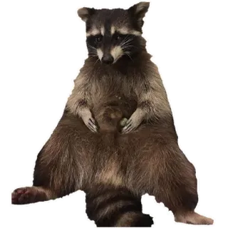 🍇 Waschbär, Tier, süß, Säugetier, Wildtier telegram sticker