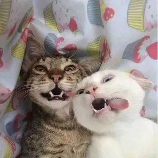 🤪 кошки, животные, смешные, язык высунут, питомцы, милые telegram sticker