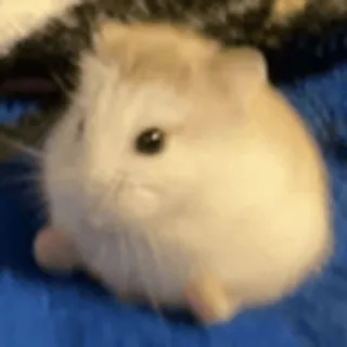 🐹