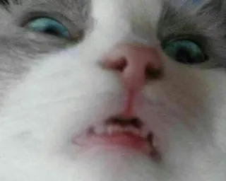 😦 cat, animal, pet, funny, meme, cute, ragdoll telegram sticker