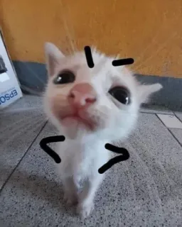 😠 kitten, cat, funny, animal, pet telegram sticker