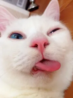 🤪 cat, animal, funny, cute, pet, tongue, white cat, blue eyes telegram sticker