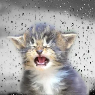 😭 kociak, kot, płacz, smutny, deszcz, okno, zwierzę telegram sticker