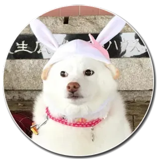 🙄 chien, animal, animal de compagnie, mignon, oreilles, lapin, chapeau whatsapp sticker