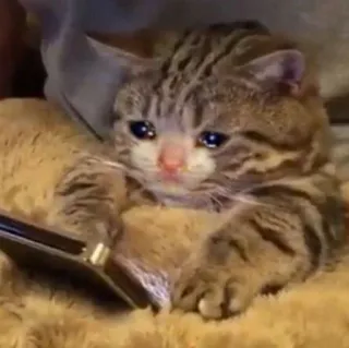 🥲 고양이, 울음, 밈, 슬픈, 동물, 새끼 고양이, 애완 동물 telegram sticker