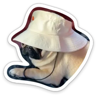 😎 dog, pug, hat, animal, pet telegram sticker