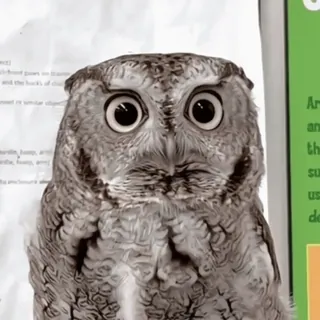 🦉 sowa, ptak, dzika przyroda, natura, zwierzę telegram sticker