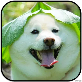 😄 dog, leaf, cute, animal, pet telegram sticker