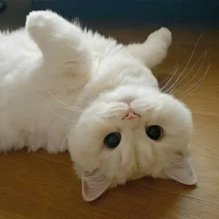 🐈 Katze, weiße Katze, süß, Tier, Haustier, Kätzchen telegram sticker