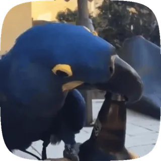 😚 オウム, ルリコンゴウインコ, 飲酒, ボトル, アルコール telegram sticker