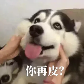 😤 你再皮? cachorro, husky, meme, engraçado, animal whatsapp sticker